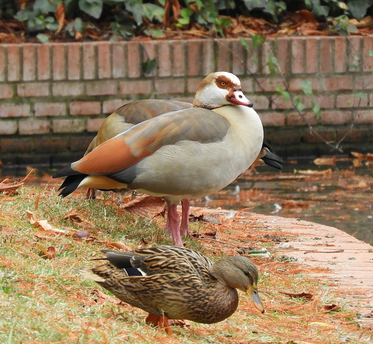 Egyptian Goose - ML645849703