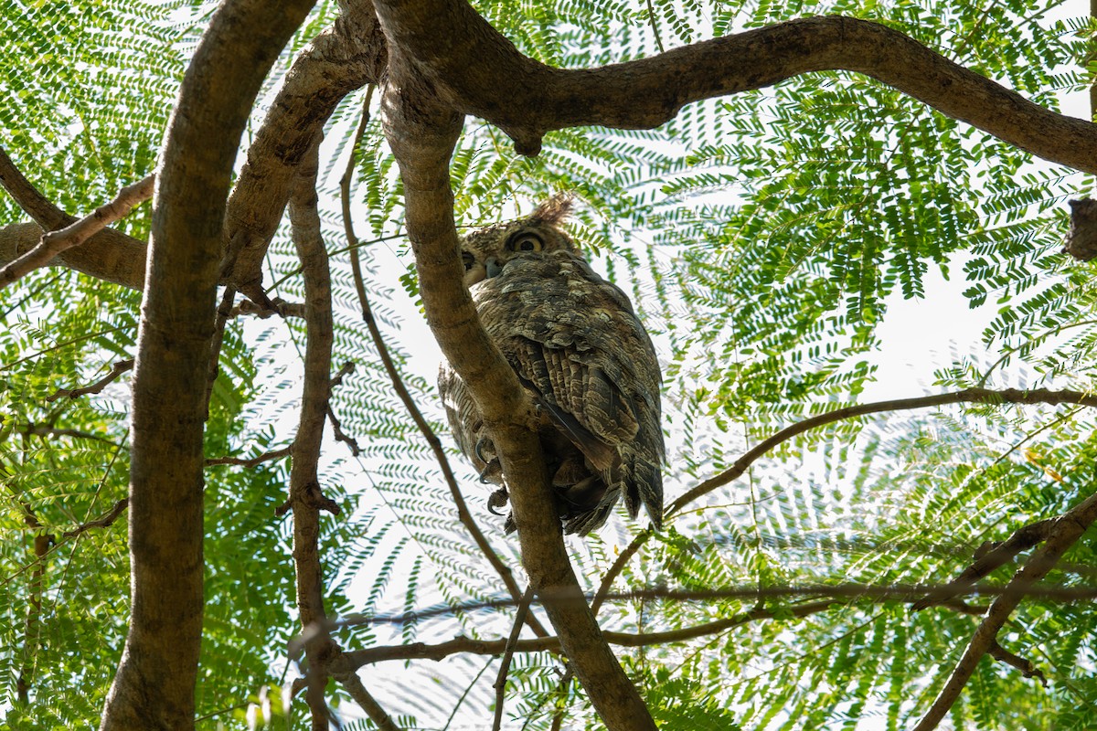 Arabian Eagle-Owl - ML645849706