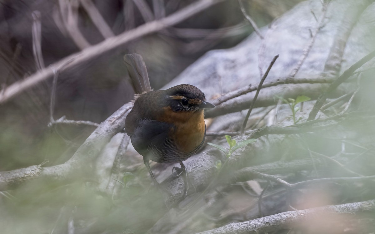 Chucao Tapaculo - ML645849708