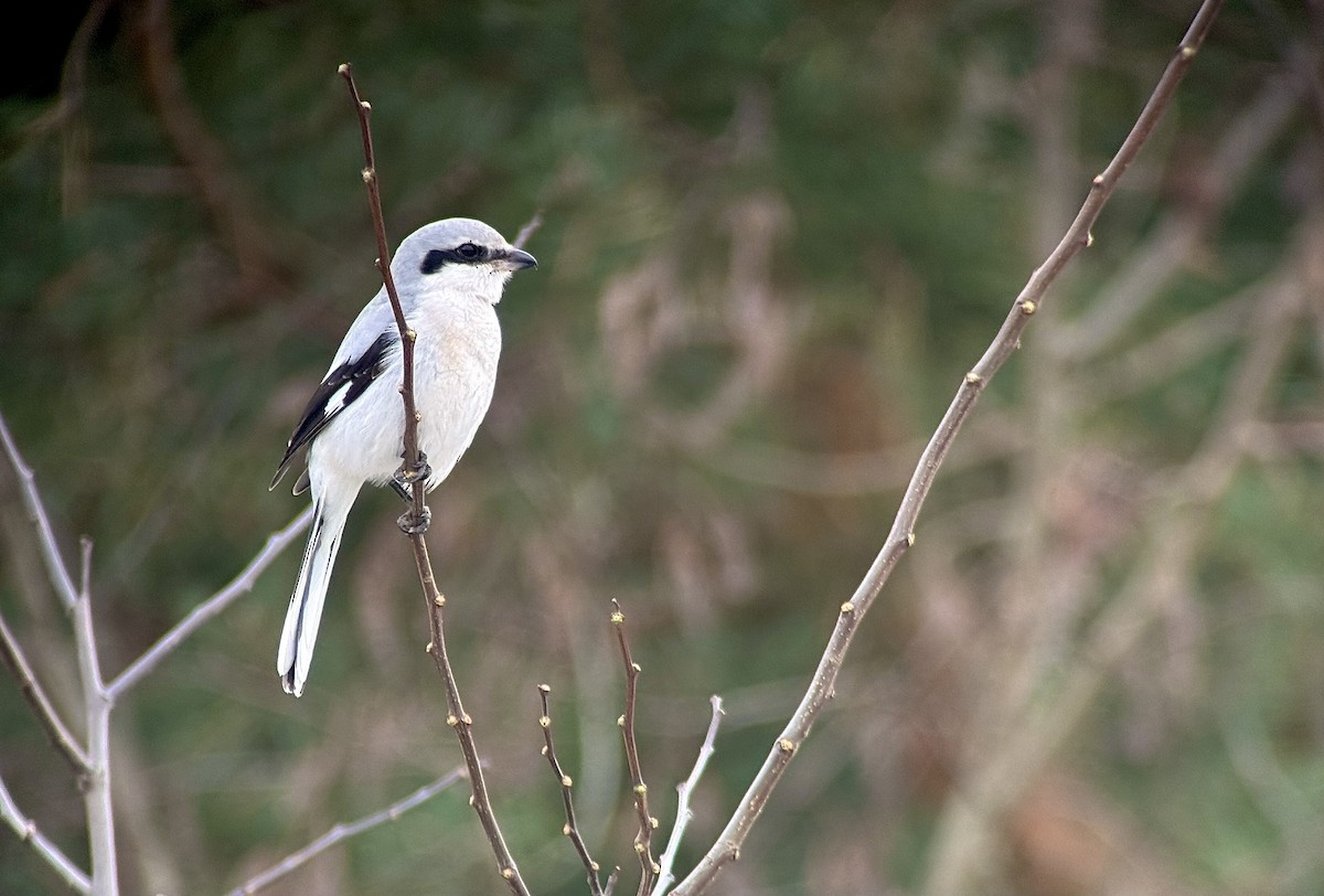 Great Gray Shrike - ML645849745