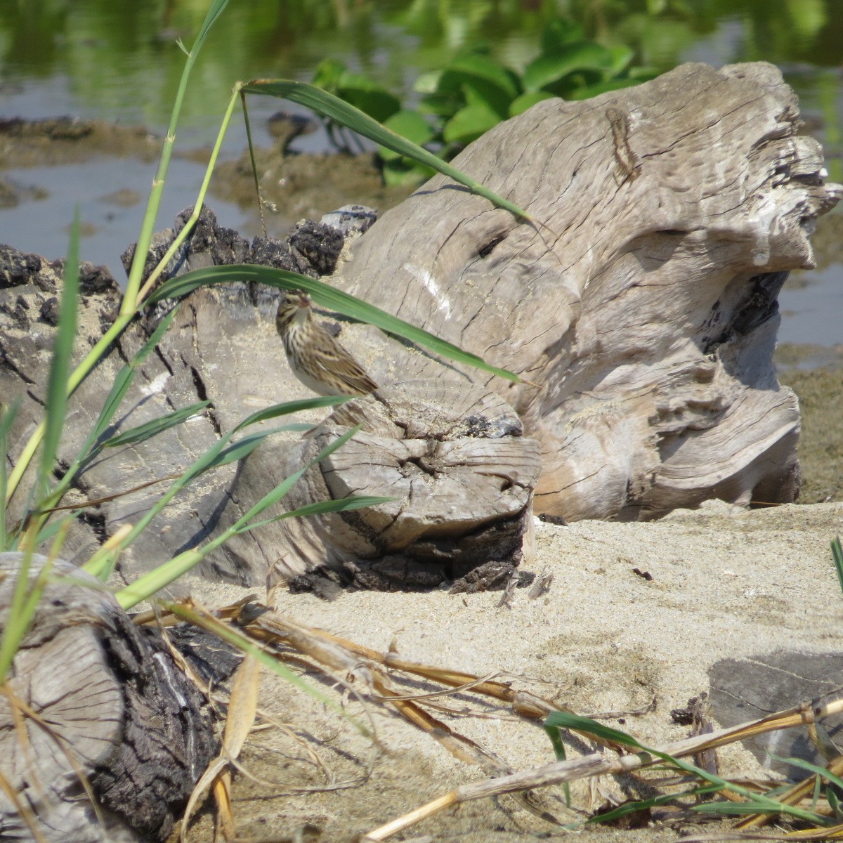 Savannah Sparrow - ML645849757