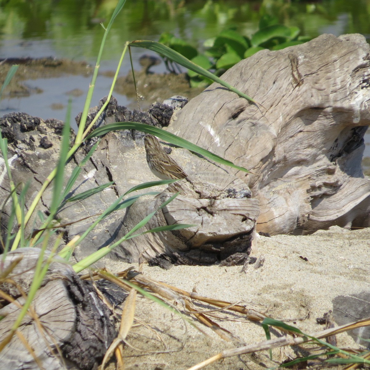Savannah Sparrow - ML645849758
