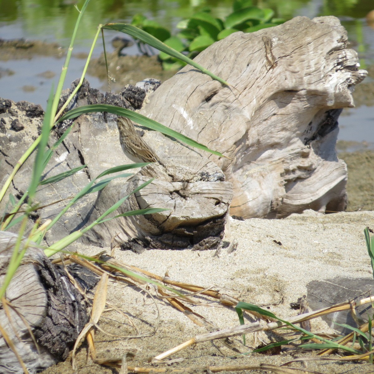 Savannah Sparrow - ML645849759