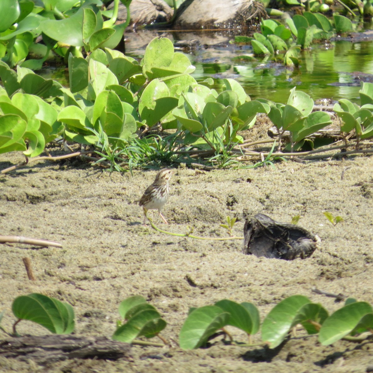 Savannah Sparrow - ML645849760