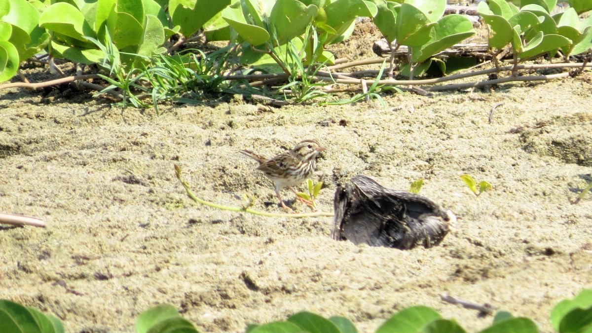 Savannah Sparrow - ML645849761