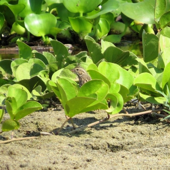 Savannah Sparrow - ML645849762