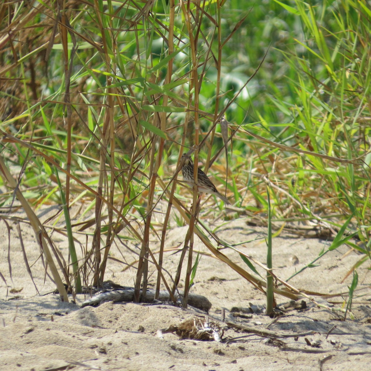 Savannah Sparrow - ML645849763