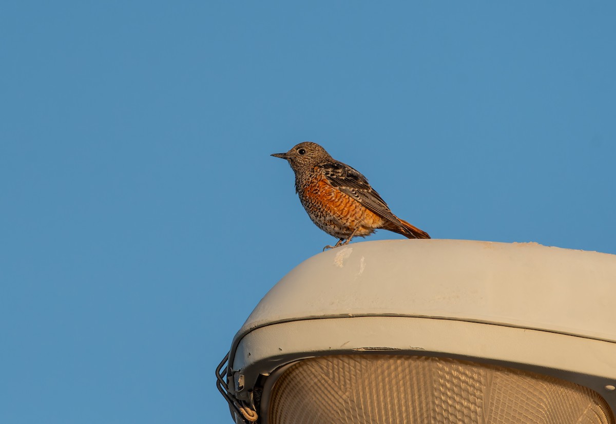 Rufous-tailed Rock-Thrush - ML645849766