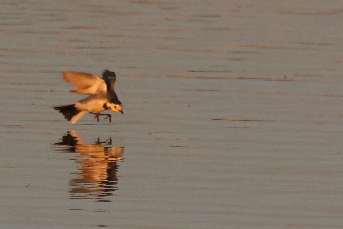 konipas bílý - ML645849770