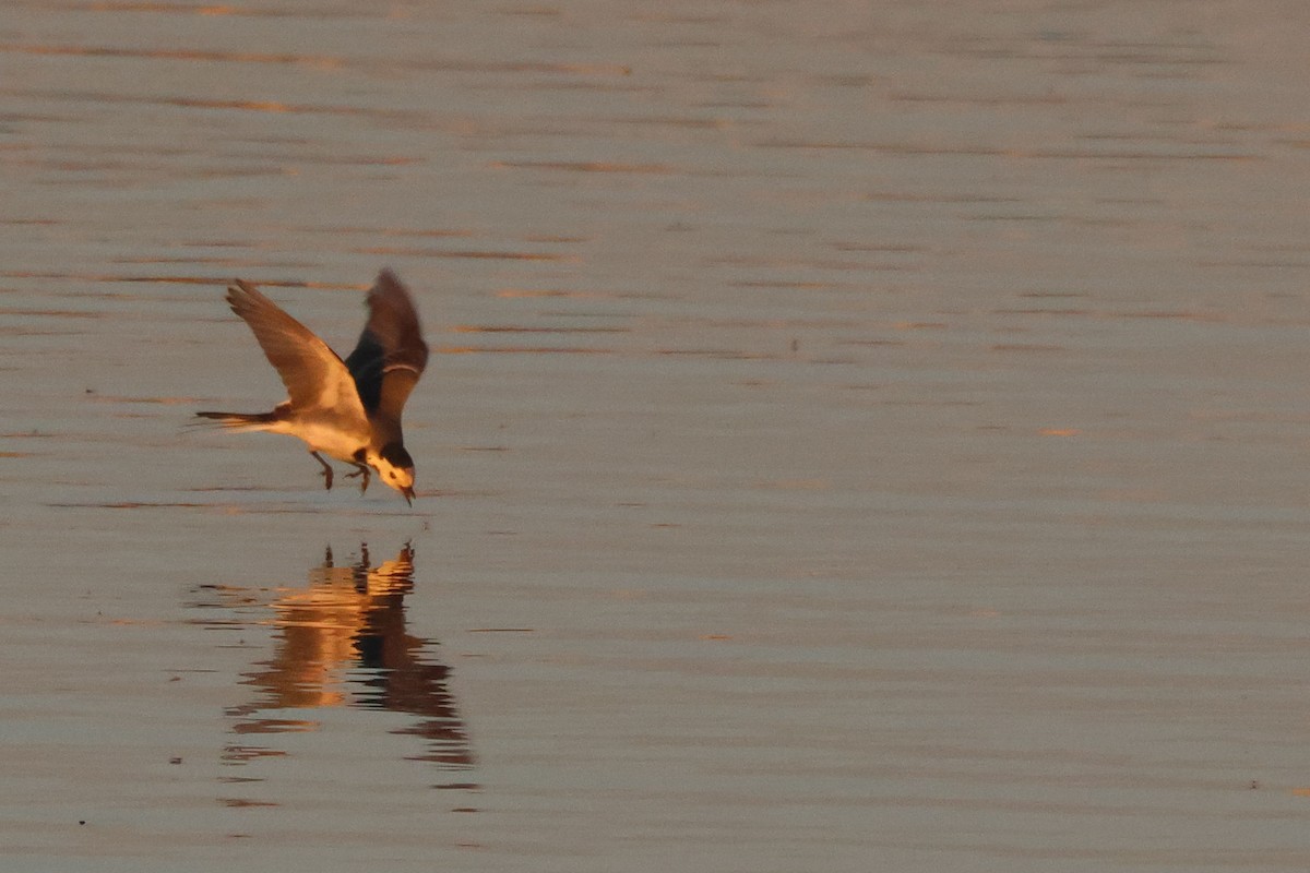 konipas bílý - ML645849771