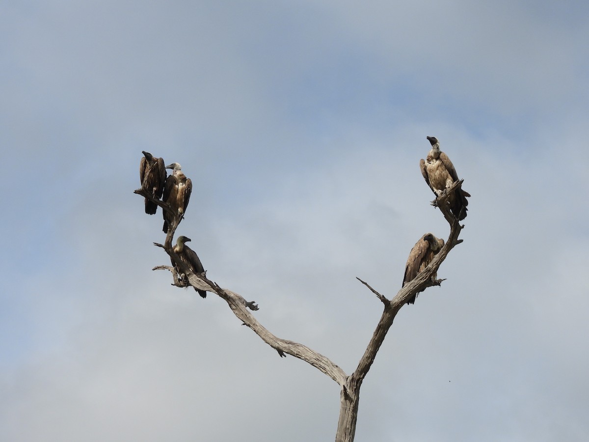 White-backed Vulture - ML645849774