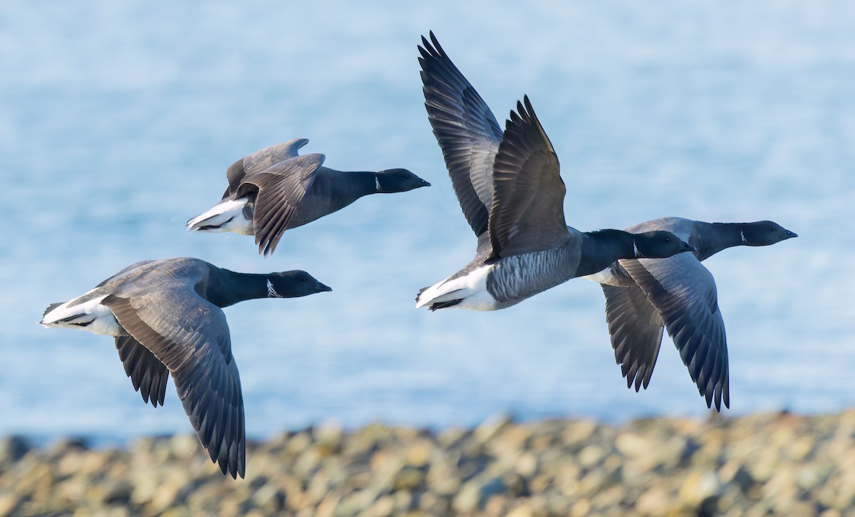 Brant - ML645849777