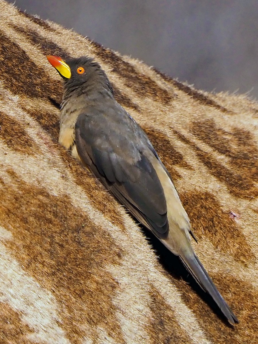 Yellow-billed Oxpecker - ML645849790