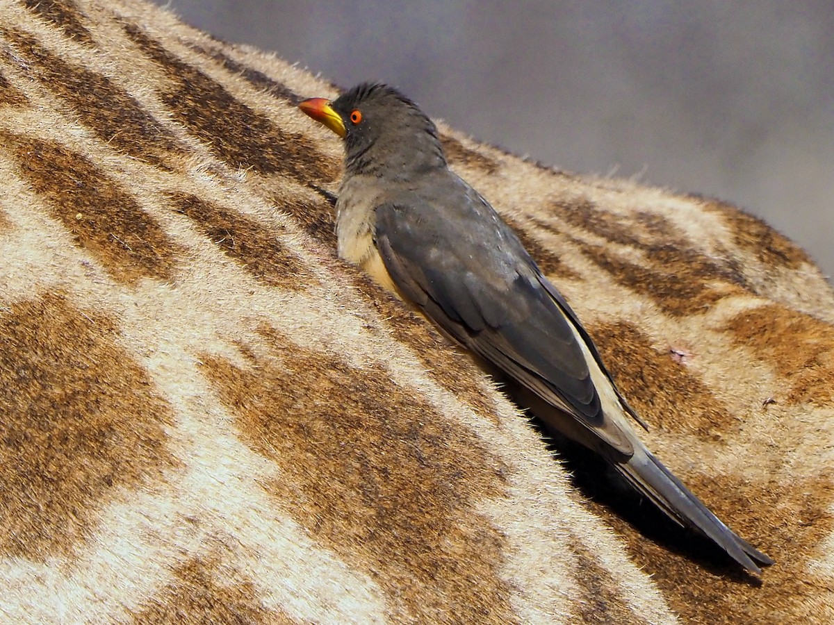 Yellow-billed Oxpecker - ML645849791