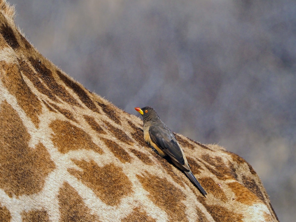 Yellow-billed Oxpecker - ML645849792