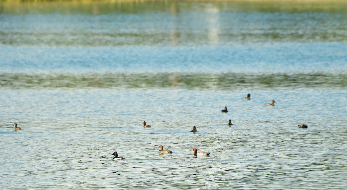 Redhead - ML645849795