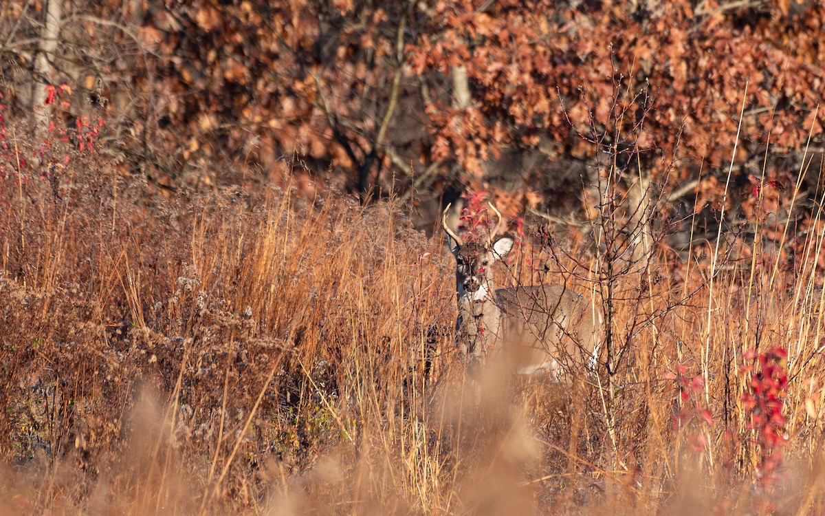 White-tailed Deer - ML645849802