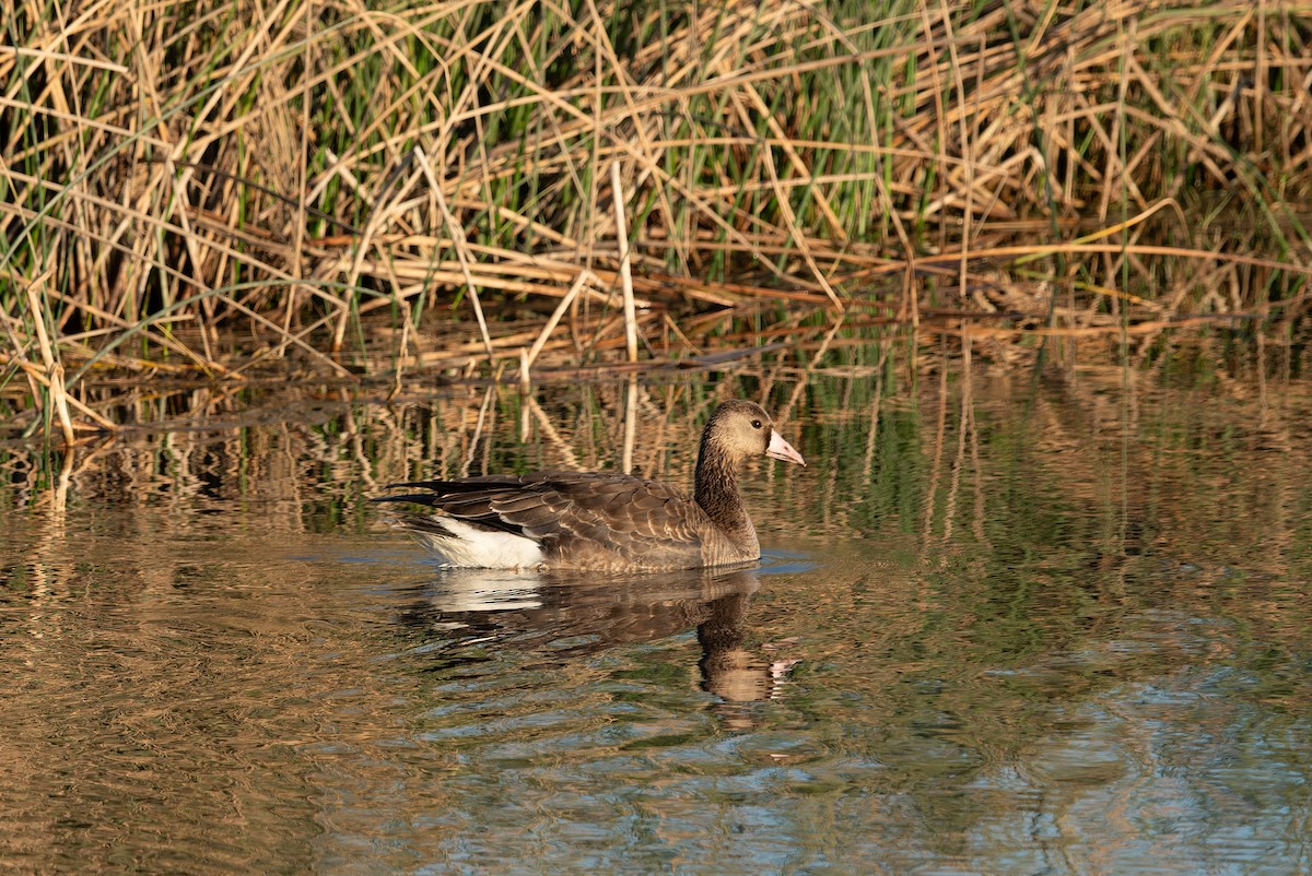 Greater White-fronted Goose - ML645849804
