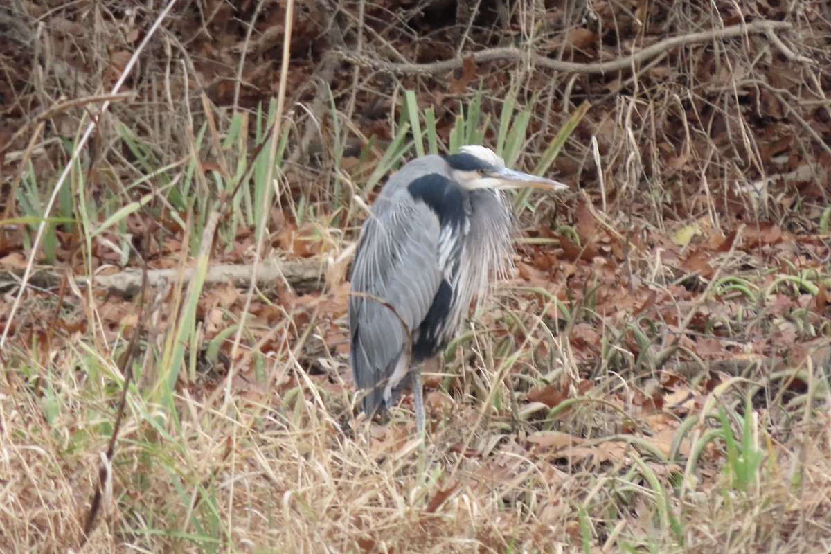 Great Blue Heron (Great Blue) - ML645849808