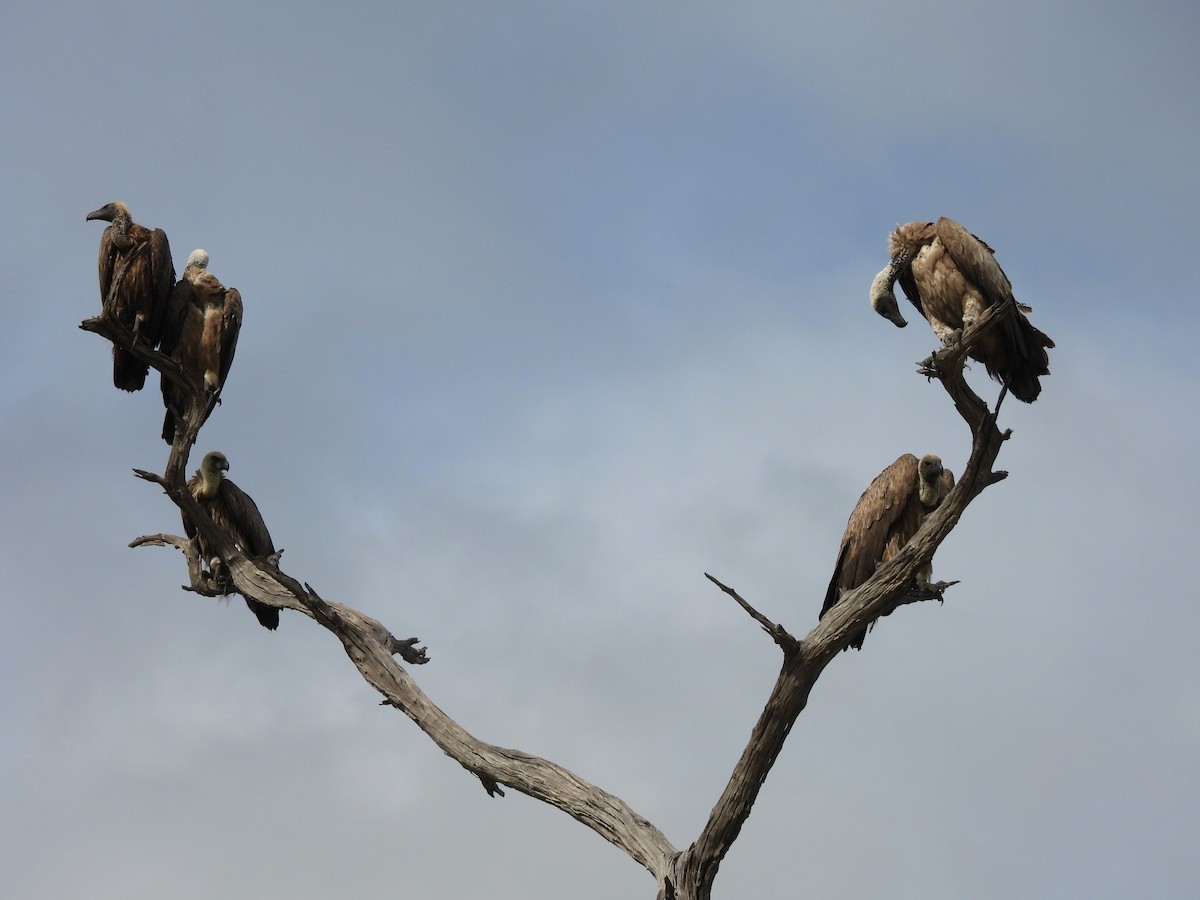 White-backed Vulture - ML645849810