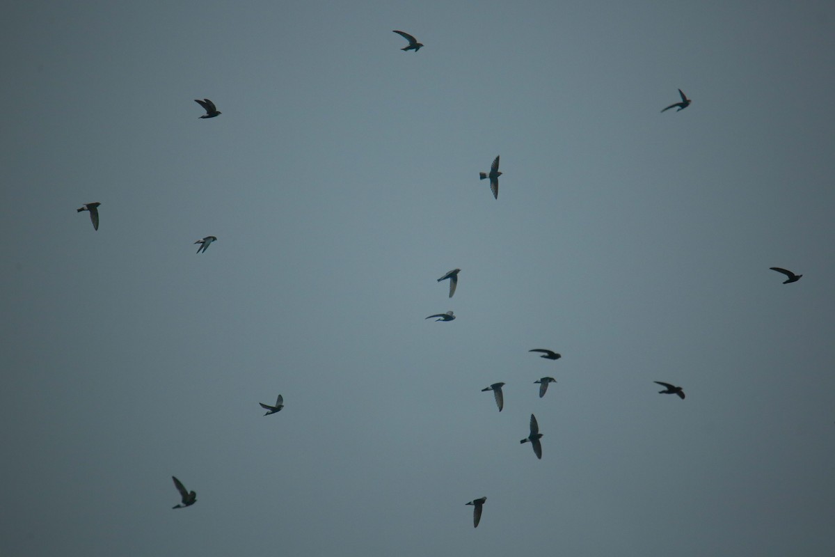 rorýs domácí - ML645849811