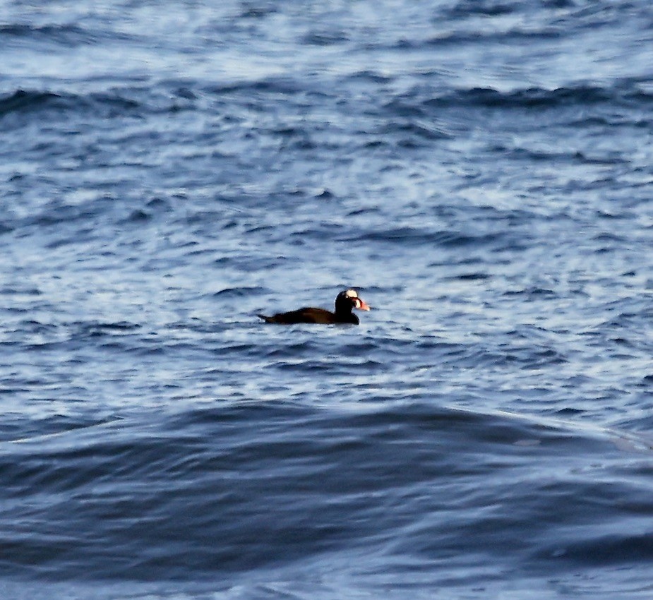 Surf Scoter - ML645849812