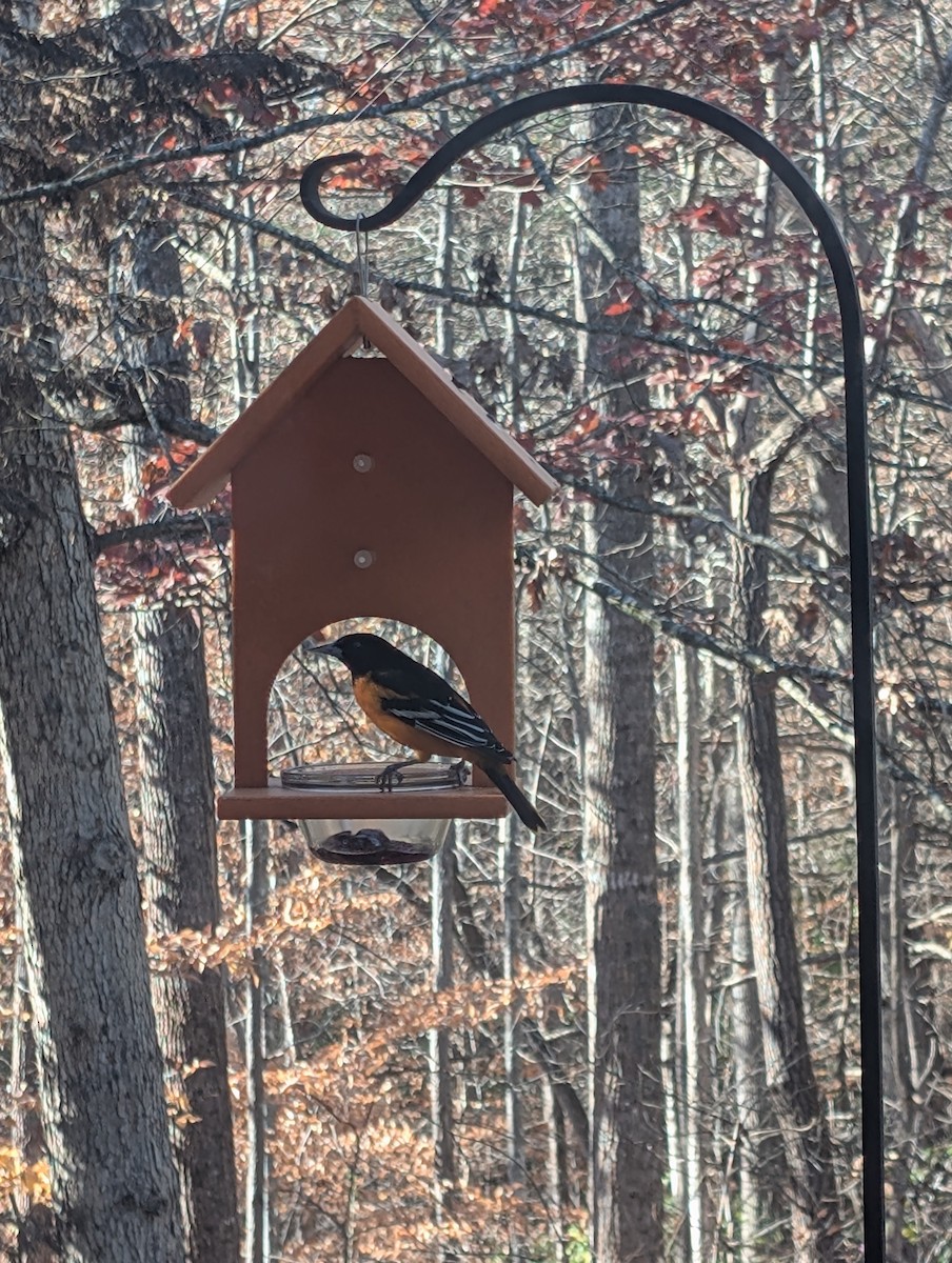 trupiál baltimorský - ML645849830