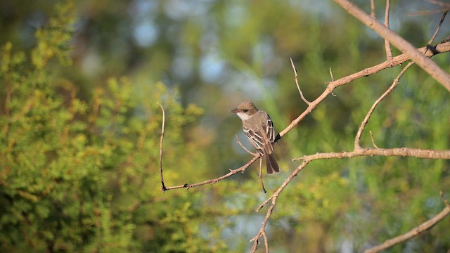 Swainson Sinekkapanı - ML645849838