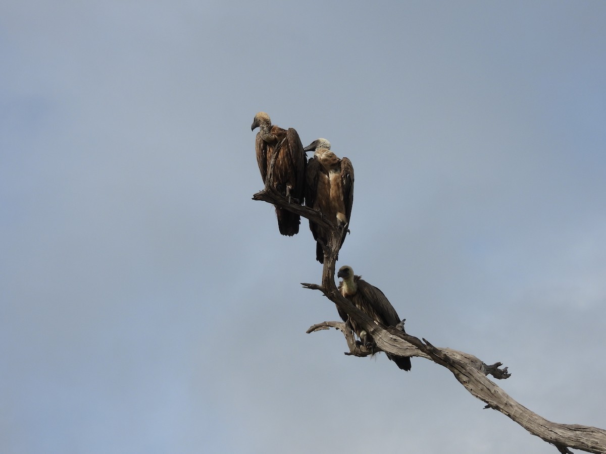 White-backed Vulture - ML645849841