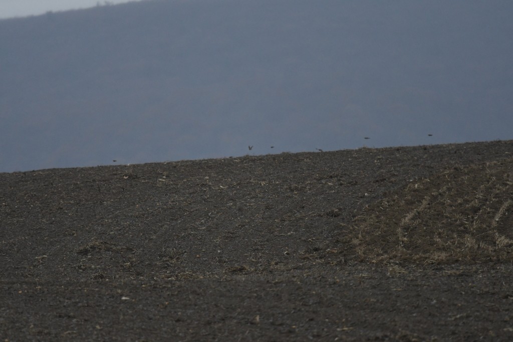 Horned Lark - ML645849843