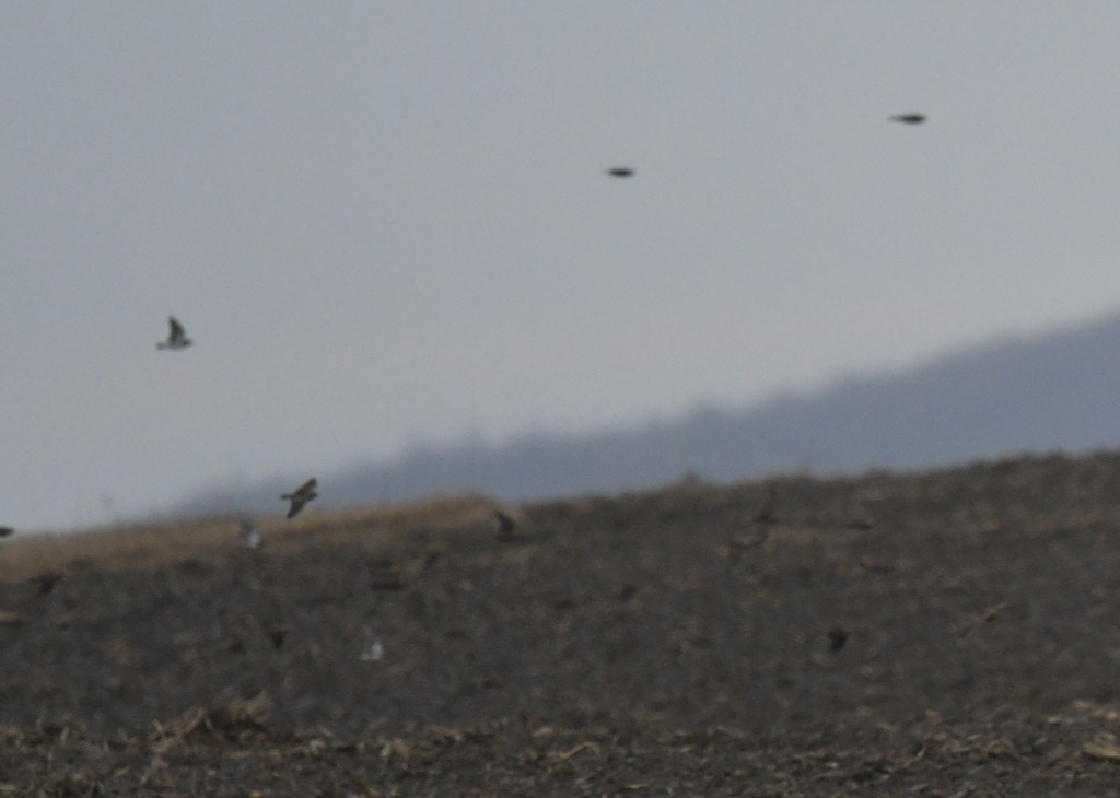 Horned Lark - ML645849844