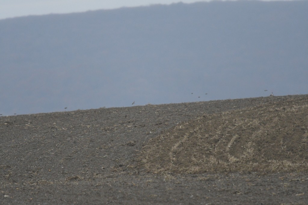 Horned Lark - ML645849845