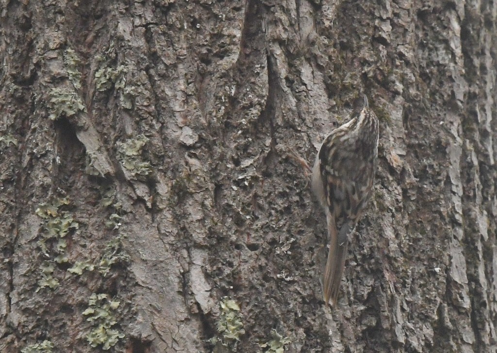 Brown Creeper - ML645849854