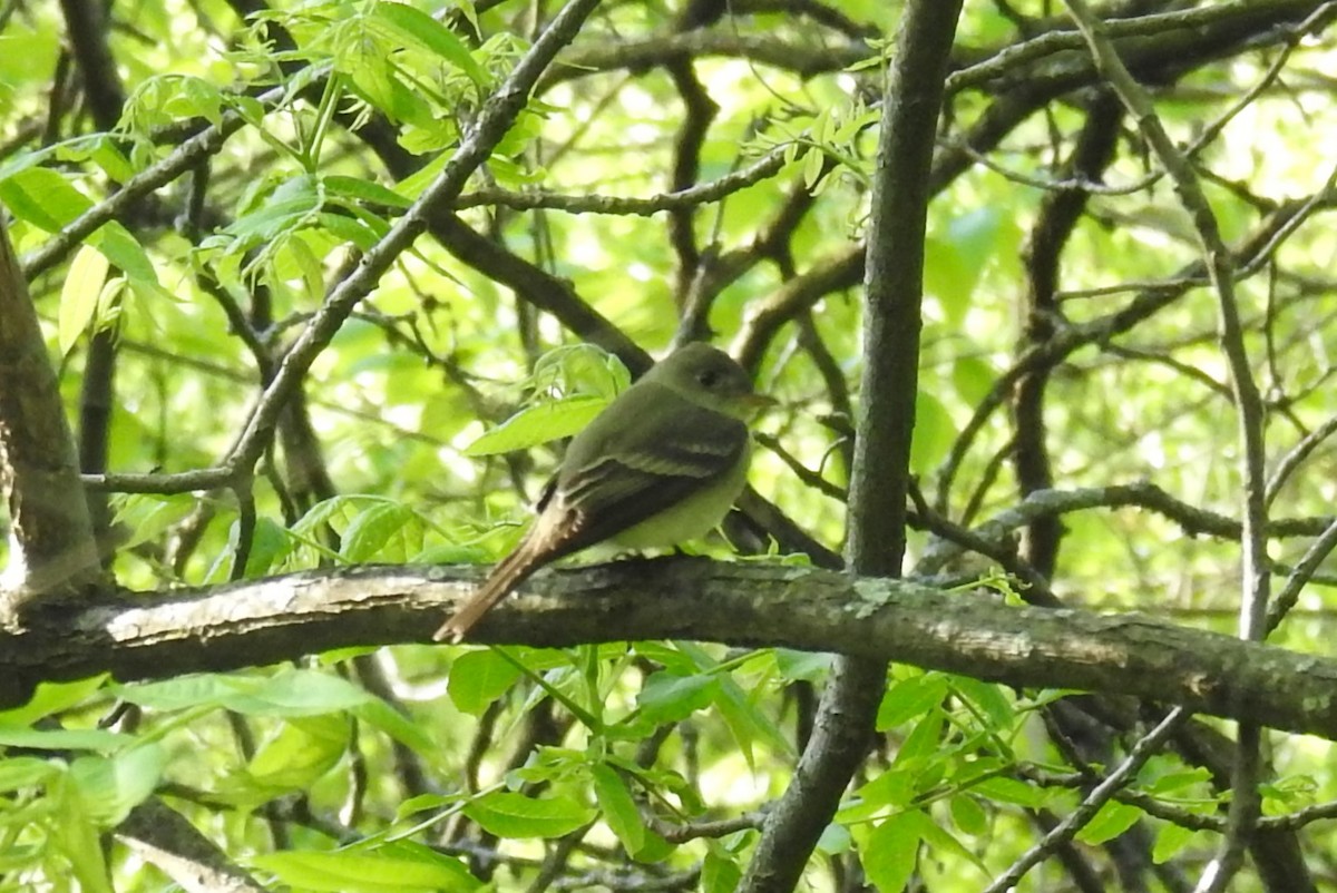 Mosquero Ventriamarillo - ML645849857