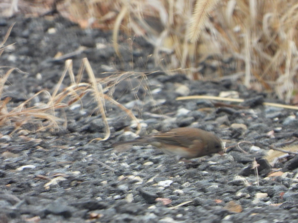 Dark-eyed Junco - ML645849863