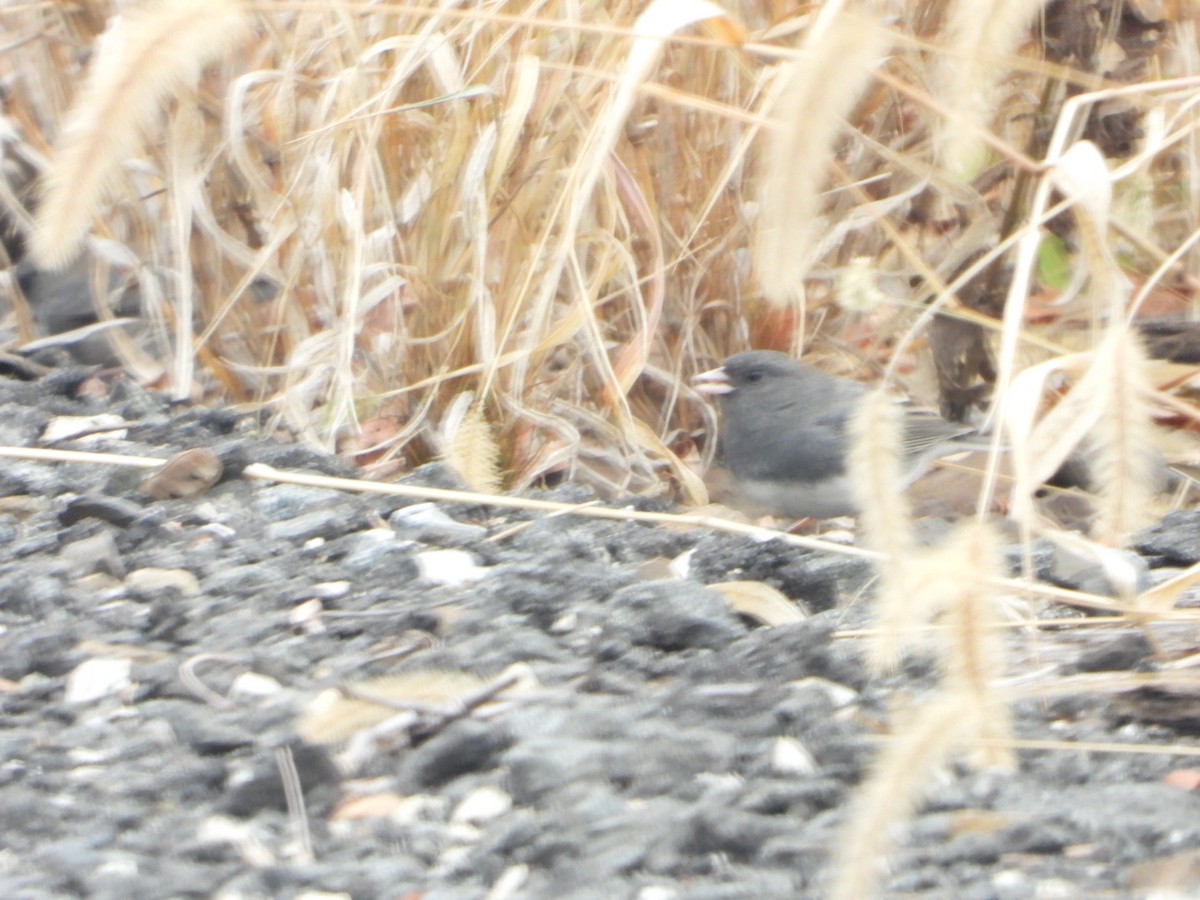 Dark-eyed Junco - ML645849864