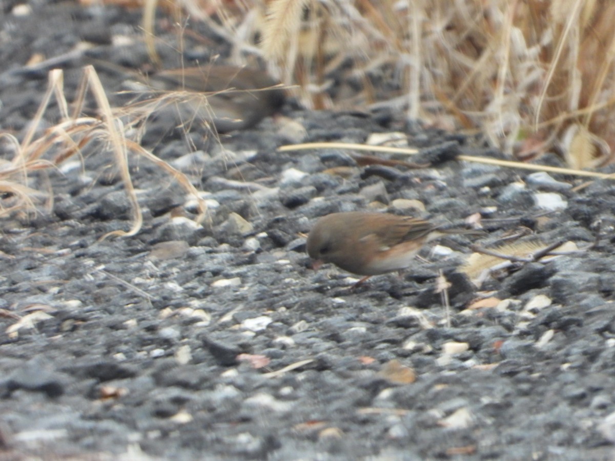 Dark-eyed Junco - ML645849865