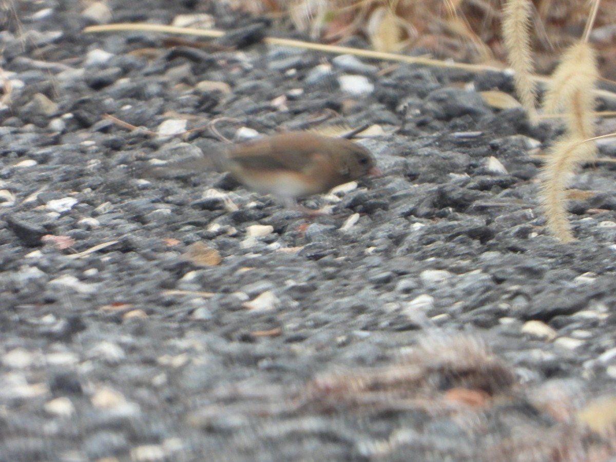 Dark-eyed Junco - ML645849866