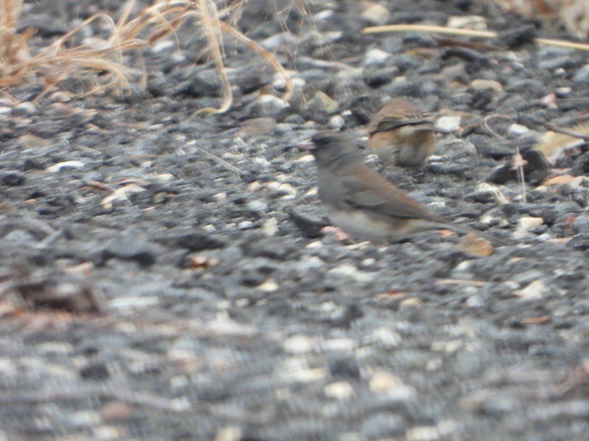 Dark-eyed Junco - ML645849867