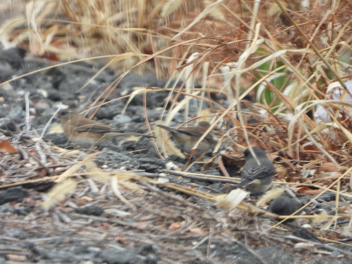 Dark-eyed Junco - ML645849868