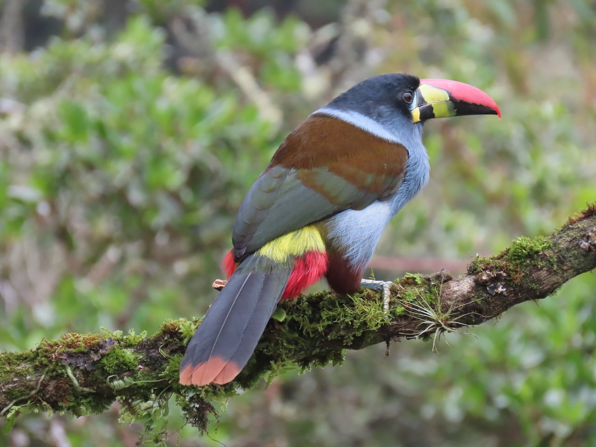 Gray-breasted Mountain-Toucan - ML645849874