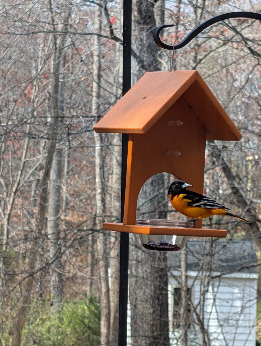 trupiál baltimorský - ML645849875