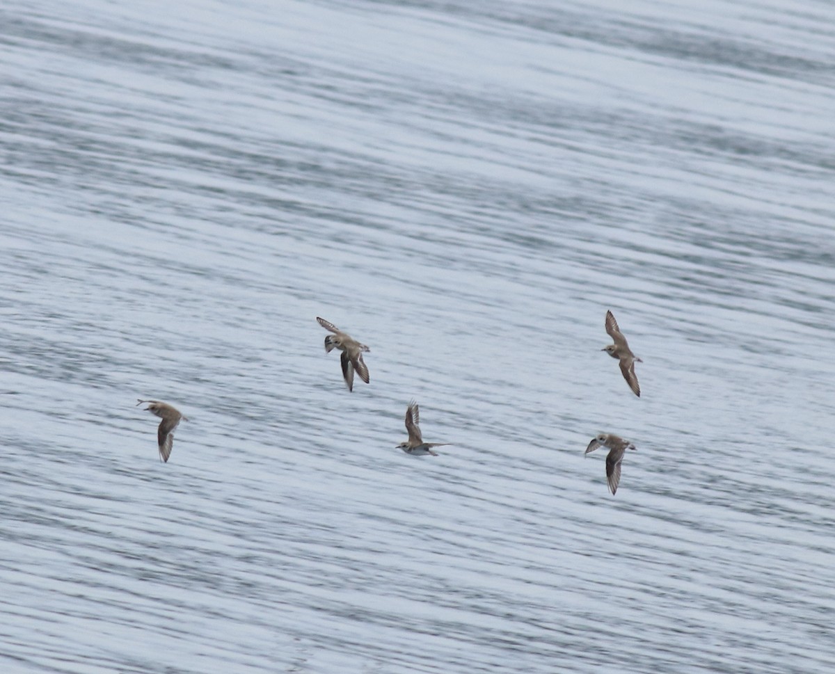 Tibet Cılıbıtı - ML645849876
