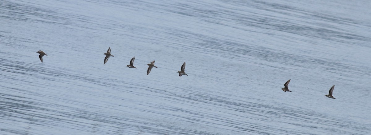 Tibet Cılıbıtı - ML645849877