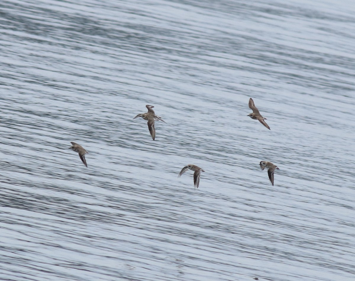 Tibet Cılıbıtı - ML645849878