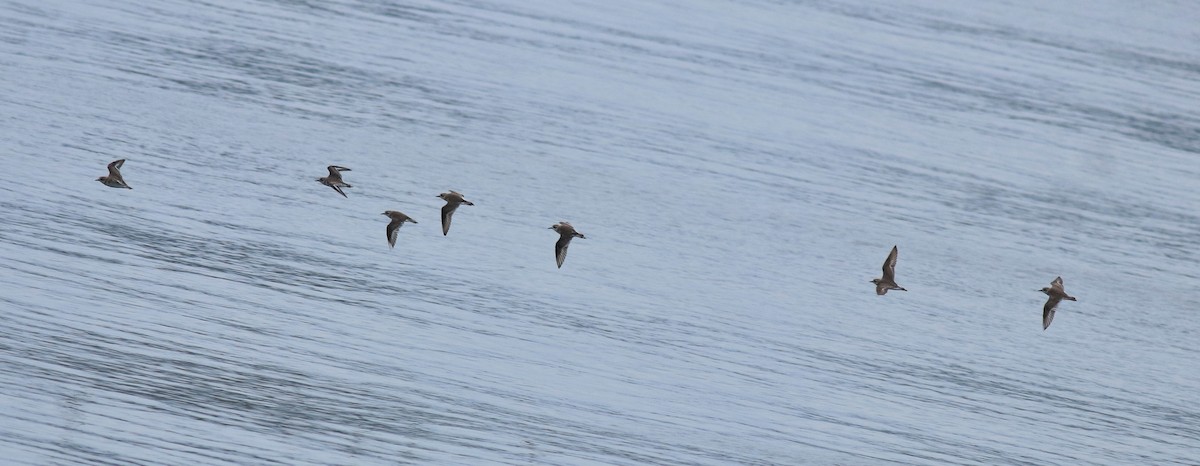 Tibet Cılıbıtı - ML645849879