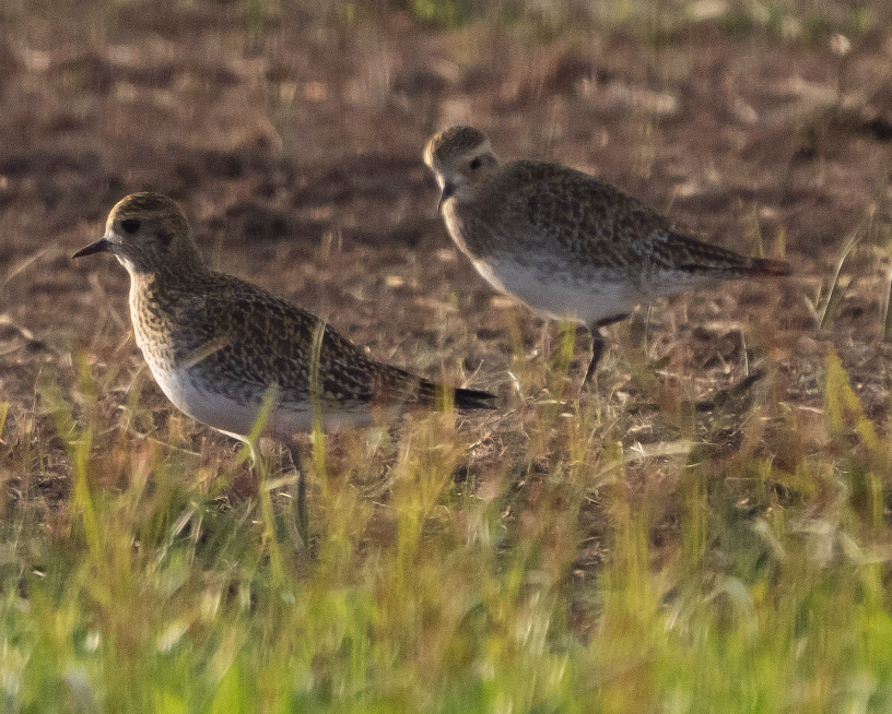 Сивка звичайна - ML645849881