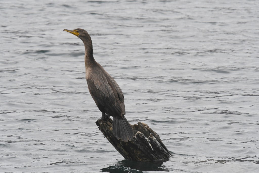 Cormoran à aigrettes - ML645849882