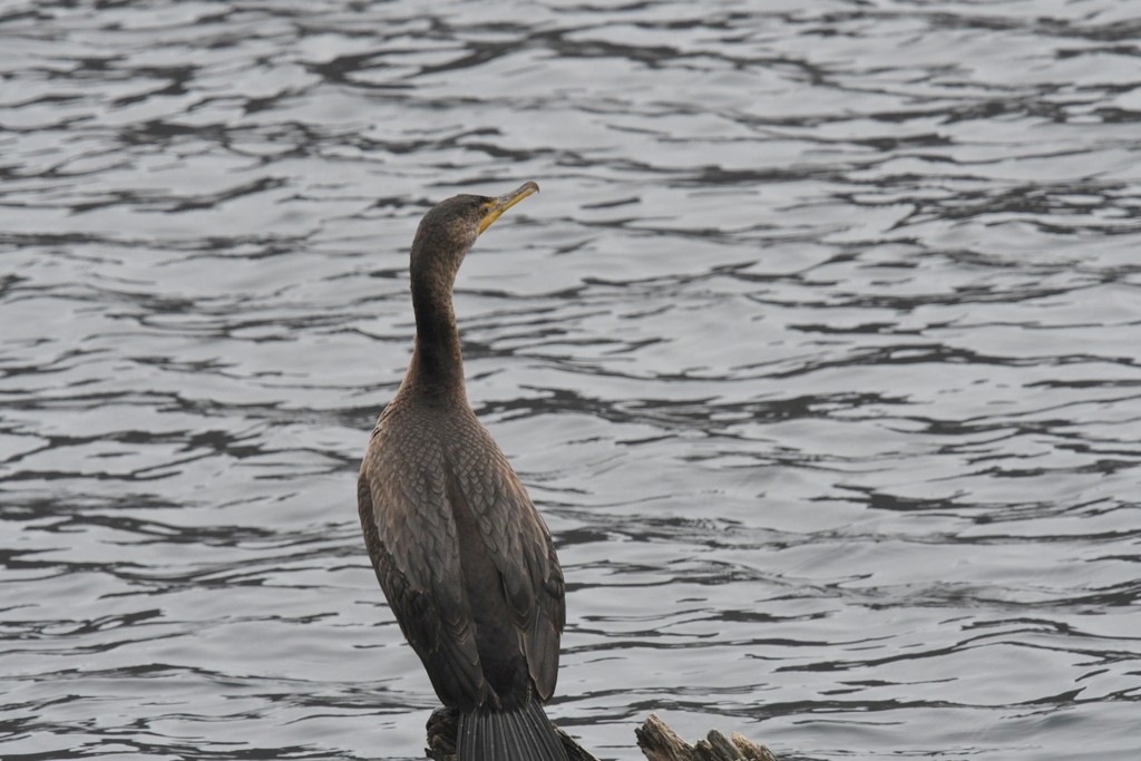 Cormoran à aigrettes - ML645849883