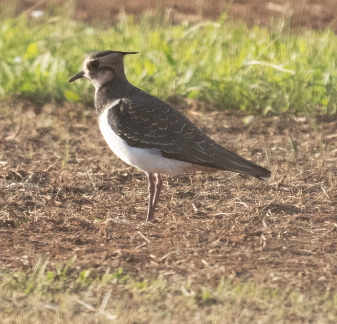 Northern Lapwing - ML645849884